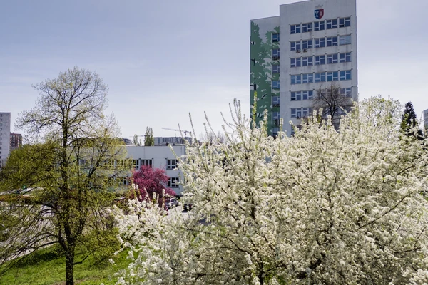 kampus